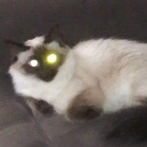 Meet your Posher, Posh